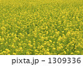 1309336