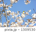桜とメジロ 桜とメジロ