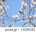 メジロと桜2 メジロと桜2