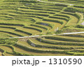 岡山　大垪和西　棚田の春