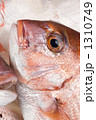 天然のマダイ