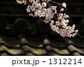 サクラ 12