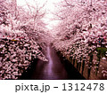目黒川の桜