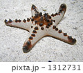 コブヒトデ