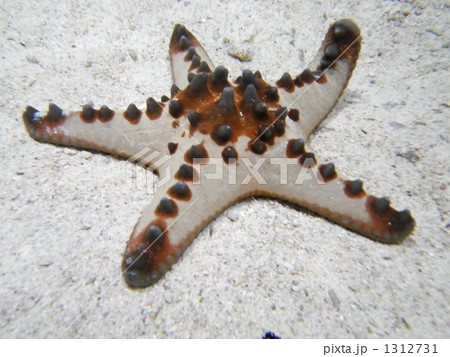 「コブヒトデ」の写真素材 「コブヒトデ」の写真素材
