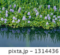 1314436