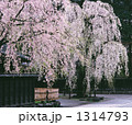 みちのく小京都角館の枝垂桜