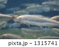 ギンザケの幼魚