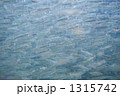 鮭の稚魚の群泳
