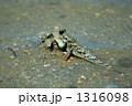 ハゼ