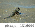 ハゼ