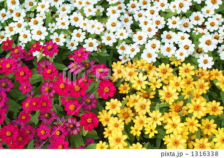 「３色の花で飾られた花壇」の写真素材