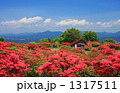高柴山のツツジ