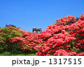 高柴山のツツジ