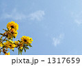 青空に咲くコガネノウゼンの花