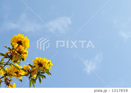 「青空に咲くコガネノウゼンの花」の写真素材 「青空に咲くコガネノウゼンの花」の写真素材