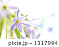 花韮