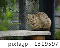 ツシマヤマネコ