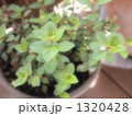 1320428