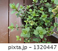 1320447
