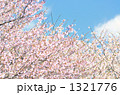 さくら咲く。