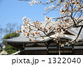 網野神社の桜
