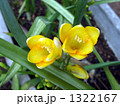 強い芳香を放つ黄色いフリージアの花