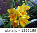 強い芳香を放つ黄色いフリージアの花