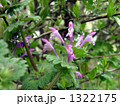 春の道端公園の隅を飾るホトケノザの花