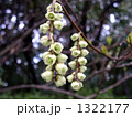 穂状花序を多数垂らすキブシの花