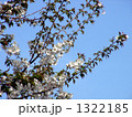 葉も一緒に出て来るオオシマザクラの花