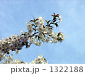 葉も一緒に出て来るオオシマザクラの花