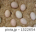 烏骨鶏の卵