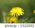 たんぽぽ
