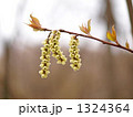 キブシの花