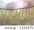 キブシの花