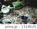 水浴び