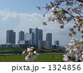 多摩川の桜