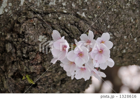 春の長谷寺、満開のさくら