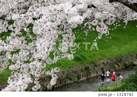 「桜～スタンド・バイ・ミー～」の写真素材