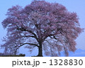 わに塚の桜