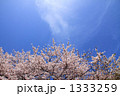 桜と青空