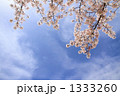 桜と青空