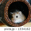 かごに入ったハムスター