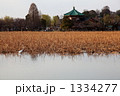 春の不忍池 (東京・上野公園)