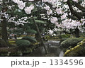兼六園 桜