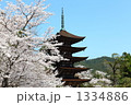 桜と五重塔