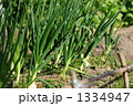 青ネギ
