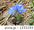 日差しに向かってハルリンドウ