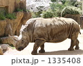 歩くシロサイ